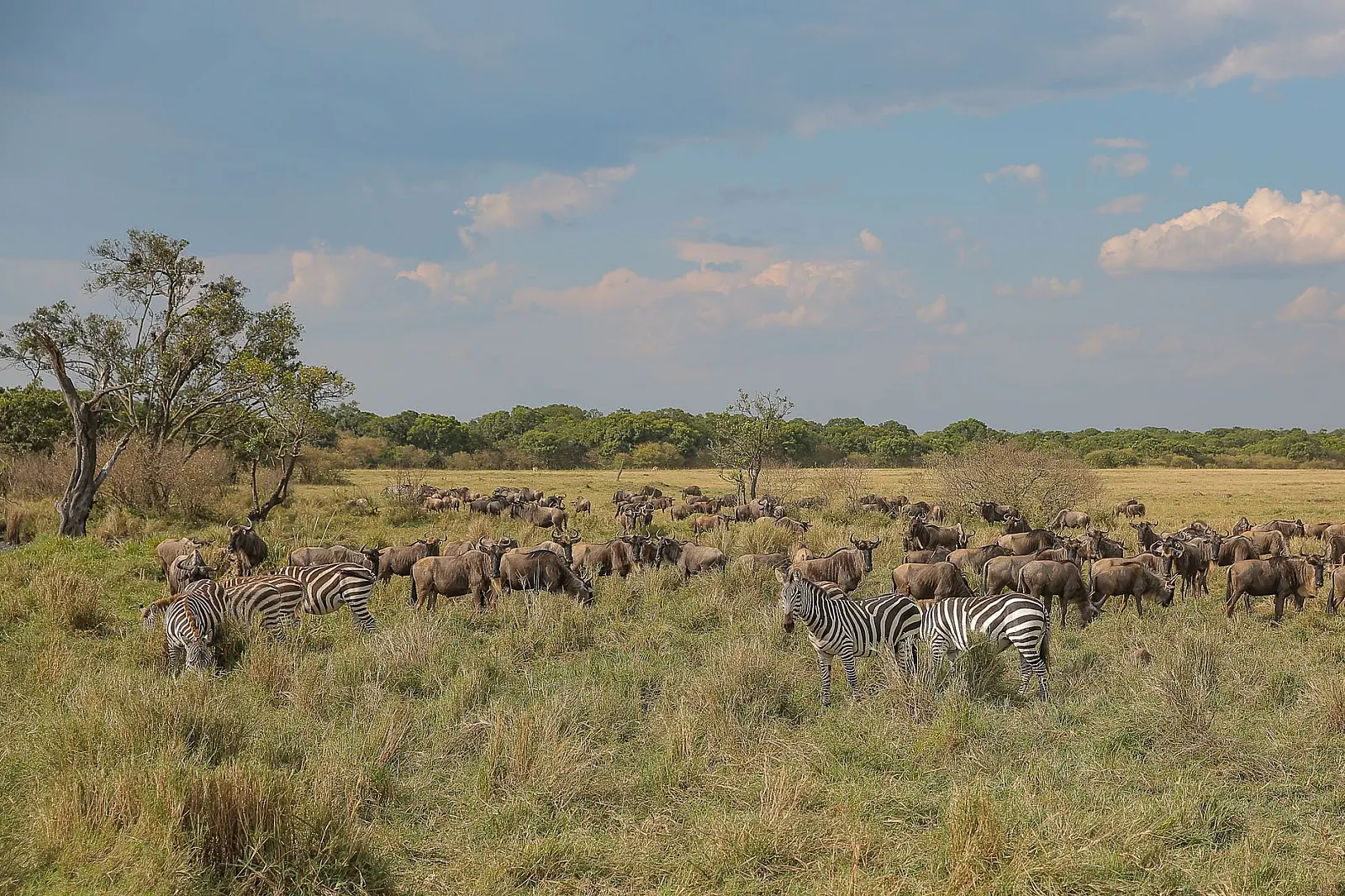Savanna landscape